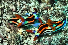 Nembrotha