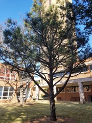 Pinus brutia eldarica