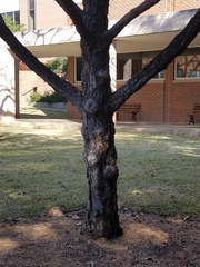 Pinus brutia eldarica