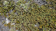 Kelleria villosa villosa