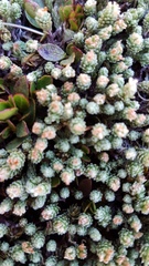 Kelleria villosa villosa