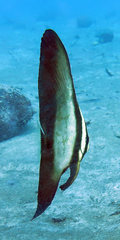 Batfish photo 3