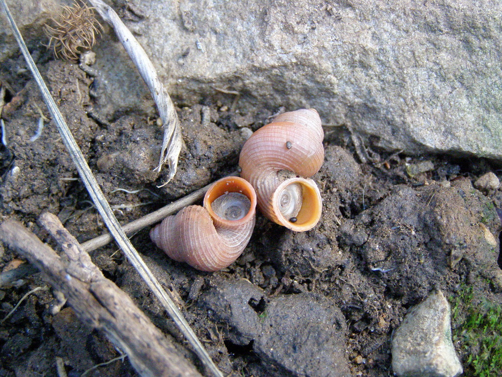 Tudorella sulcata