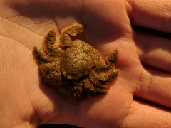 Hapalogaster cavicauda