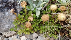 Leptinella pyrethrifolia