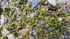 Leptinella pyrethrifolia