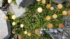 Leptinella pyrethrifolia