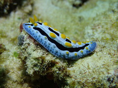 Phyllidia coelestis