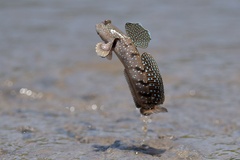 Goggle-Eyed Goby photo 5