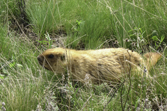Marmota bobak