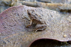 Crinia insignifera