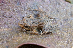 Crinia insignifera
