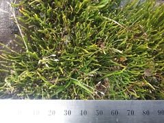 Carmichaelia uniflora