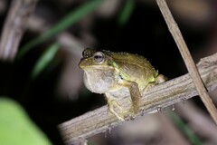 Schmidt's Marsupial Frog photo 5