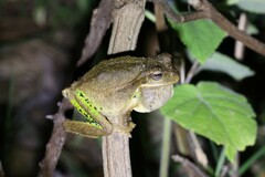 Schmidt's Marsupial Frog photo 2