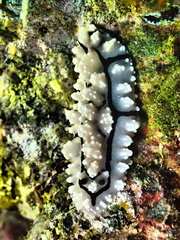 Phyllidiopsis krempfi