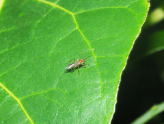 Meteorus pulchricornis