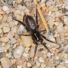 Drassyllus