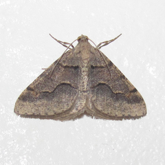 Frederickia ballandrata