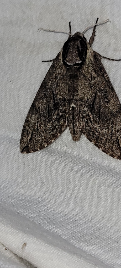 Catalpa Sphinx from Afton, VA 22920, USA on July 29, 2023 at 09:25 PM ...