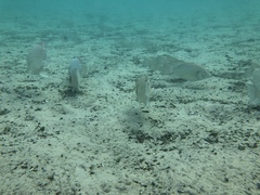 Sarotherodon melanotheron