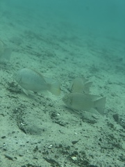 Sarotherodon melanotheron