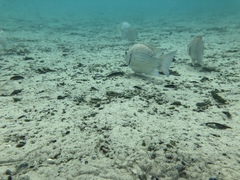 Sarotherodon melanotheron