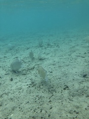 Sarotherodon melanotheron