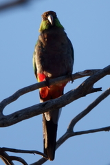 Purpureicephalus spurius