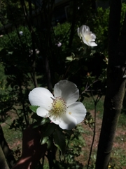 Eucryphia glutinosa