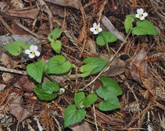Viola ocellata