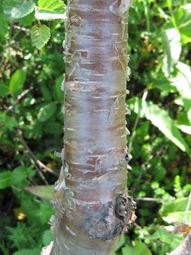 Middendorf's Spreading Birch