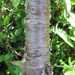 Betula divaricata - Photo (c) Boris Bolshakov, algunos derechos reservados (CC BY-NC), subido por Boris Bolshakov