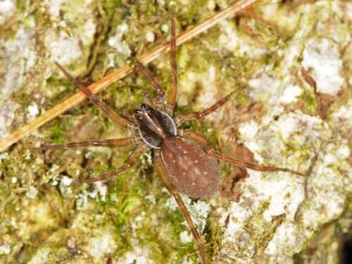 pirate wolf spiders