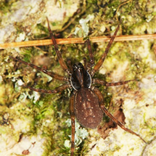 pirate wolf spiders