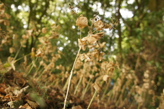 Smyrnium perfoliatum