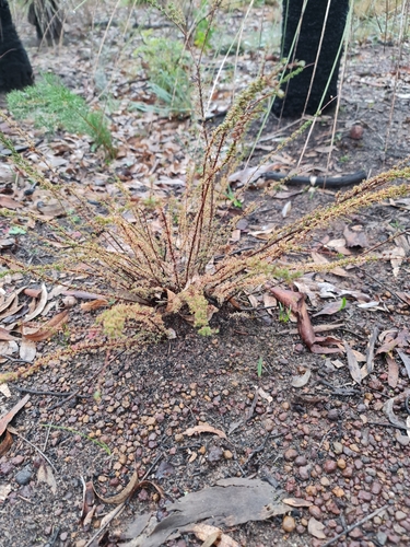 Image of Babingtonia camphorosmae by (c) Belinda Forbes, some rights reserved (CC BY)