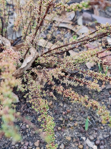 Image of Babingtonia camphorosmae by (c) Belinda Forbes, some rights reserved (CC BY)