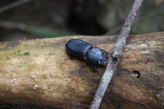Odontotaenius