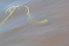 Myriophyllum sibiricum