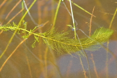 Myriophyllum sibiricum