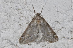 Alsophila aescularia