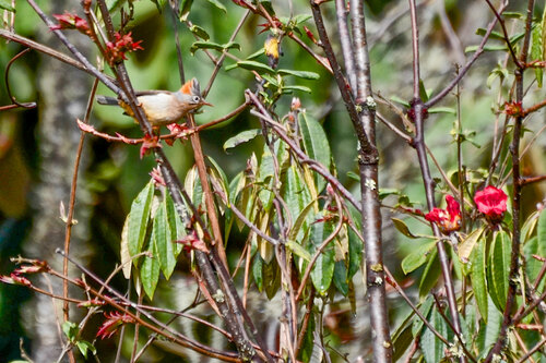 Rufous-vented Yuhina (Yuhina occipitalis), photo 10