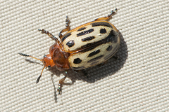 Chrysomela texana