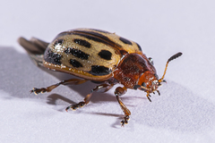 Chrysomela texana