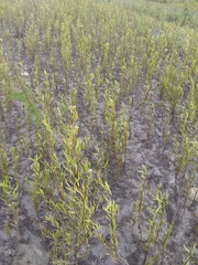 Tessaria integrifolia