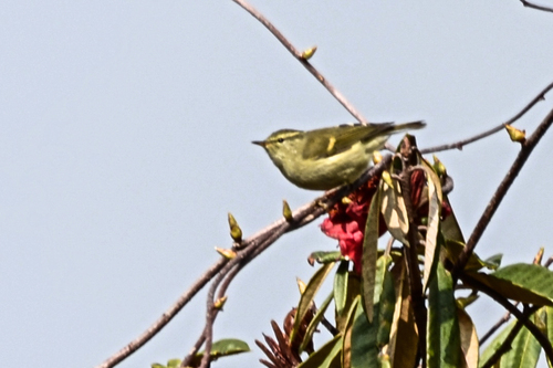 Buff-barred Warbler (Phylloscopus pulcher), photo 6
