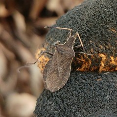 Enoplops disciger