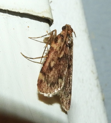 Grease Moth photo 5