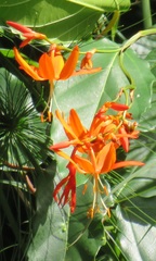 Crocosmia aurea